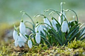 RODMARTON MANOR, GLOUCESTERSHIRE, WINTER. SNOWDROPS - GALANTHUS LITTLE BEN.  WHITE, FLOWERS, FLOWERING, BLOOMS, BULBS, PURE, NODDING, COLOURS, EARLY, GREEN