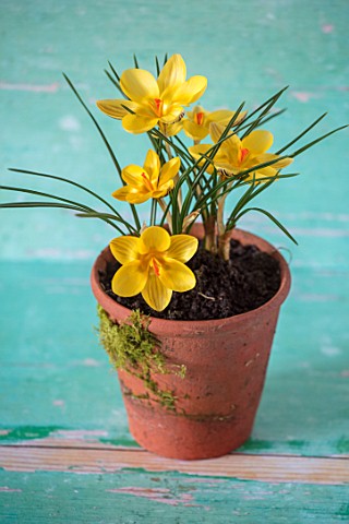 TERRACOTTA_CONTAINER_PLANTED_WITH_CROCUS_CHRYSANTHUS_GIPSY_GIRL_GREEN_YELLOW_FLOWERS_BULBS_EARLY_SPR