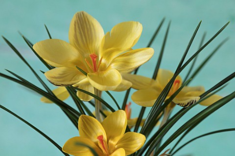 CLOSE_UP_PLANT_PORTRAIT_OF_CROCUS_CHRYSANTHUS_GIPSY_GIRL_GREEN_YELLOW_FLOWERS_BULBS_EARLY_SPRING_FEB
