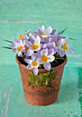 TERRACOTTA CONTAINER PLANTED WITH CROCUS SIEBERI FIREFLY, YELLOW, PALE, PURPLE, PETALS, FLOWERS, EARLY, SPRING, FEBRUARY, STILL, LIFE, COLOURFUL, BRIGHT, FLOWERING, BULBS, PETALS