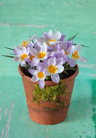 TERRACOTTA_CONTAINER_PLANTED_WITH_CROCUS_SIEBERI_FIREFLY_YELLOW_PALE_PURPLE_PETALS_FLOWERS_EARLY_SPR