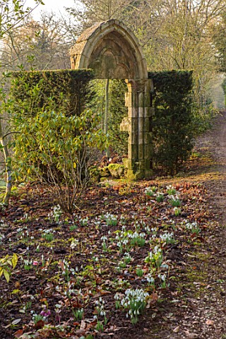 THENFORD_GARDENS__ARBORETUM_NORTHAMPTONSHIRE_SNOWDROPS_AND_ARCH_IN_THE_WOODLAND_IN_FEBRUARY