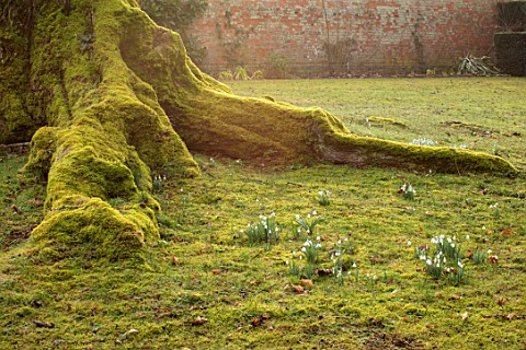 THENFORD_GARDENS__ARBORETUM_NORTHAMPTONSHIRE_SNOWDROPS_BESIDE_THE_MOSSY_ROOTS_OF_A_GREAT_ASH_TREE_BE