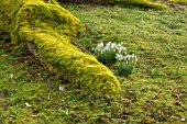 THENFORD GARDENS & ARBORETUM, NORTHAMPTONSHIRE: SNOWDROPS BESIDE THE MOSSY ROOTS OF A GREAT ASH TREE BESIDE THE WALLED GARDEN IN FEBRUARY
