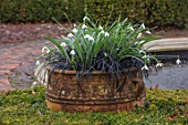 THENFORD GARDENS & ARBORETUM, NORTHAMPTONSHIRE: TERRACOTTA CONTAINER IN KNOT GARDEN, GALANTHUS JAMES BACKHOUSE, OPHIOPOGON PLANISCAPUS NIGRESCENS, WINTER, PLANTED, FEBRUARY