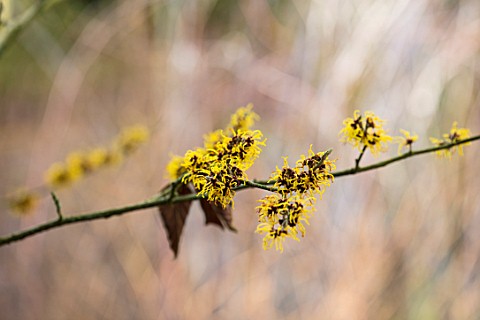 THENFORD_GARDENS__ARBORETUM_NORTHAMPTONSHIRE_CLOSE_UP_PLANT_PORTRAIT_OF_THE_YELLOW_FLOWERS_OF_WITCH_