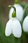 THENFORD GARDENS & ARBORETUM, NORTHAMPTONSHIRE: CLOSE UP PLANT PORTRAIT OF THE WHITE FLOWERS OF SNOWDROPS - GALANTHUS PRISCILLA BACON. BULBS, WINTER, FEBRUARY