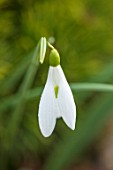 THENFORD GARDENS & ARBORETUM, NORTHAMPTONSHIRE: CLOSE UP PLANT PORTRAIT OF THE WHITE FLOWERS OF SNOWDROPS - GALANTHUS DRUMMONDS GIANT. BULBS, WINTER, FEBRUARY