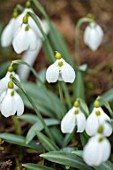 THENFORD GARDENS & ARBORETUM, NORTHAMPTONSHIRE: CLOSE UP PLANT PORTRAIT OF THE WHITE FLOWERS OF SNOWDROPS - GALANTHUS PLICATUS FATTY PUFF. BULBS, WINTER, FEBRUARY
