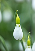 THENFORD GARDENS & ARBORETUM, NORTHAMPTONSHIRE: CLOSE UP PLANT PORTRAIT OF THE WHITE FLOWERS OF SNOWDROPS - GALANTHUS ERWAY. BULBS, WINTER, FEBRUARY