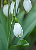 THENFORD GARDENS & ARBORETUM, NORTHAMPTONSHIRE: CLOSE UP PLANT PORTRAIT OF THE WHITE FLOWERS OF SNOWDROPS - GALANTHUS BROADWELL. BULBS, WINTER, FEBRUARY