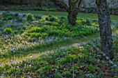 LITTLE COURT, HAMPSHIRE - ORCHARD IN FEBRUARY PLANTED WITH CROCUS TOMASSINIANUS, MEADOW, APPLE ORCHARD, NATURALIZED, BULBS, LAWN, GRASS