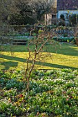 LITTLE COURT, HAMPSHIRE - BORDER WITH SNOWDROPS, GALANTHUS, ACONITES, HELLEBORES, LAWN, FEBRUARY, WINTER, GARDEN, BORDERS, CORYLUS AVELLANA CONTORTA, SHRUBS, BRANCHES