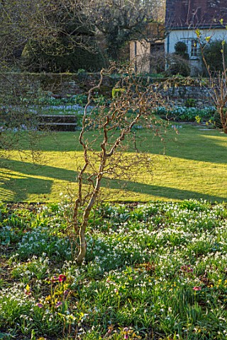 LITTLE_COURT_HAMPSHIRE__BORDER_WITH_SNOWDROPS_GALANTHUS_ACONITES_HELLEBORES_LAWN_FEBRUARY_WINTER_GAR