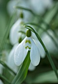 LITTLE COURT, HAMPSHIRE - CLOSE UP PLANT PORTRAIT OF THE WHITE FLOWERS OF SNOWDROP- GALANTHUS GRUMPY. BULBS, WINTER, FEBRUARY, GREEN