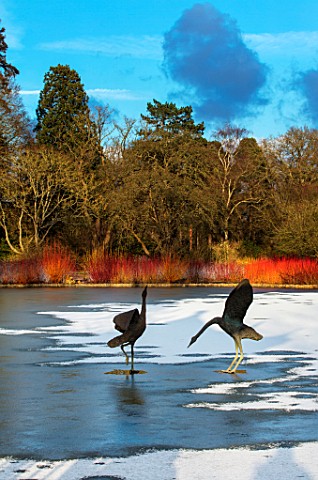 RHS_GARDEN_WISLEY_SURREY_BIRD_SCULPTURES_IN_THE_LAKE_AT_SEVEN_ACRE_IN_WINTER_ART_WATER_REFLECTION_RE