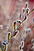 CLOSE UP PLANT PORTRAIT OF THE CATKINS OF SALIX GRACILISTYLA MOUNT ASO. PUSSY WILLOW, WILLOWS, FLOWERS, FLOWERING, SHRUBS, TREES