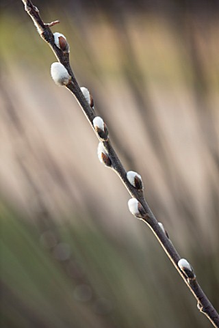 CLOSE_UP_PLANT_PORTRAIT_OF_THE_CATKINS_OF_SALIX_HOOKERIANA_WILLOWS_FLOWERS_FLOWERING_SHRUBS_TREES_BR