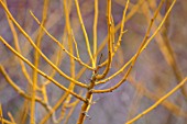 CLOSE UP PLANT PORTRAIT OF GOLDEN BRANCHES OF STYPHNOLOBIUM JAPONICUM FLAVIRAMEUM, WINTER, FEBRUARY, CHINA, SHRUB