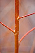 CLOSE UP PLANT PORTRAIT OF BARK OF WILLOW - SALIX ALBA VAR. VITELLINA  - FEBRUARY, SHRUB, DECIDUOUS, BRANCH, STEM, BUD, ORANGE, BROWN