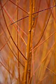 CLOSE UP PLANT PORTRAIT OF BARK OF WILLOW - SALIX ALBA VAR. VITELLINA YELVERTON - FEBRUARY, SHRUB, DECIDUOUS, BRANCH, STEM, BUD, ORANGE, BROWN