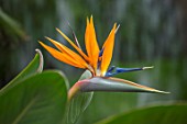 CLOSE UP PLANT PORTRAIT OF BIRD OF PARADISE FLOWER- STRELITZIA REGINAE HUMILIS. TROPICAL, EXOTIC, FLOWERING, ORANGE, BLUE, GREEN, LEAVES, HOUSEPLANTS
