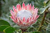 CLOSE UP PLANT PORTRAIT OF THE BUD OF PROTEA CYNAROIDES, KING PROTEA, TROPICAL, EXOTIC, TEXTURES, PETALS, PINK, FLOWERS, FLOWERING, PALE, PASTEL
