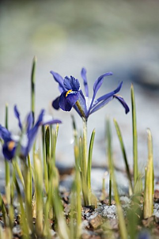 ABERGLASNEY_GARDENS_CAMARTHENSHIRE_WALES__CLOSE_UP_PLANT_PORTRAIT_OF_IRIS_RETICULATA_CANTAB_IN_THE_S