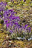 ABERGLASNEY GARDENS, CAMARTHENSHIRE, WALES - CLOSE UP PLANT PORTRAIT OF CROCUS TOMASINIANUS RUBY GIANT IN THE SNOW. FLOWERS, BLOOMS, BULBS, PURPLE, BLUE, WINTER