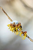 ABERGLASNEY GARDENS, CAMARTHENSHIRE, WALES - CLOSE UP PLANT PORTRAIT OF HAMAMELIS X INTERMEDIA WESTERSTEDE IN THE SNOW. FLOWERS, BLOOMS, YELLOW, GOLD, GOLDEN, WINTER