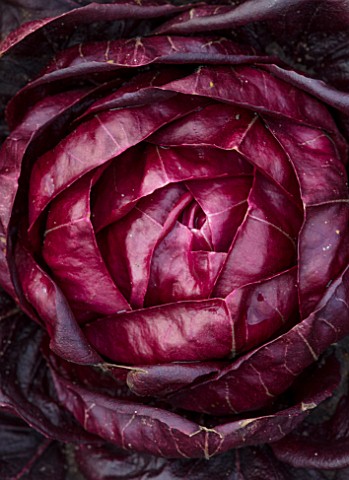 RHS_GARDEN_WISLEY_SURREY_CLOSE_UP_PLANT_PORTRAIT_OF_CHICORY_GRUMOLE_ROSSA_ABSTRACT_VEGETABLES_LEAVES