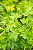 RHS GARDEN, WISLEY, SURREY: PLANT PORTRAIT OF PARSLEY GIANT OF ITALY. VEGETABLES, GROWING, LEAVES, FOLIAGE, HERBS