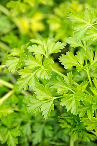RHS_GARDEN_WISLEY_SURREY_PLANT_PORTRAIT_OF_PARSLEY_GIANT_OF_ITALY_VEGETABLES_GROWING_LEAVES_FOLIAGE_