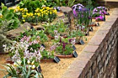 RHS GARDEN, WISLEY, SURREY: THE ALPINE HOUSE IN MARCH - TERRACOTTA CONTAINERS IN SAND PLANTED WITH CORYDALIS. ALPINES, RAISED BEDS