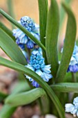 RHS GARDEN, WISLEY, SURREY: CLOSE UP PLANT PORTRAIT OF BLUE FLOWERS OF MUSCARI COELESTE. BULBS, FLOWERING, WINTER, PETALS