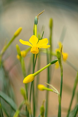 RHS_GARDEN_WISLEY_SURREY_CLOSE_UP_PLANT_PORTRAIT_OF_YELLOW_FLOWER_OF_DAFFODIL__NARCISSUS_WILLKOMMII_