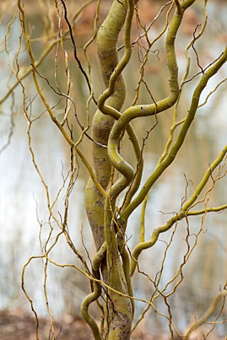 RHS_GARDEN_WISLEY_SURREY_CLOSE_UP_PLANT_PORTRAIT_OF_TWISTED_STEMS_BRANCHES_OF_SALIX_VANSTONES_GOLD_W