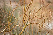 RHS GARDEN, WISLEY, SURREY: CLOSE UP PLANT PORTRAIT OF TWISTED STEMS, BRANCHES OF SALIX X SEPULCRALIS ERYTHROFLEXUOSA. WILLOW, BARK,, WINTER, MARCH
