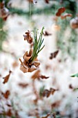 RHS LONDON EARLY SPRING PLANT SHOW, LINDLEY HALL: FEBRUARY. PAPER WRAPPED GALANTHUS NIVALIS, SNOWDROPS, SUSPENDED WITH DESSICATED OAK LEAVES, CONES AND SEED HEADS . HANGING DISPLAY