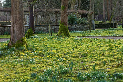 ABLINGTON_MANOR_GLOUCESTERSHIRE_ACONITES_SNOWDROPS_CROCUS_TOMASINIANUS_IN_MOSS_EARLY_SPRING_LATE_WIN