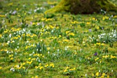 ABLINGTON MANOR, GLOUCESTERSHIRE: ACONITES, SNOWDROPS, CROCUS TOMASINIANUS IN MOSS. EARLY SPRING, LATE WINTER, FEBRUARY, BULBS, FLOWERS, YELLOW, PURPLE