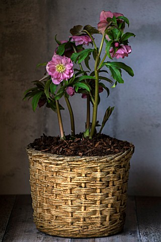 TWELVE_NUNNS_LINCOLNSHIRE__STILL_LIFE_OF_CONTAINER_WITH_HELLEBORUS_HARVINGTON_DOUBLE_PINK_SPECKLED__