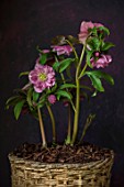 TWELVE NUNNS, LINCOLNSHIRE:  STILL LIFE OF CONTAINER WITH HELLEBORUS HARVINGTON DOUBLE PINK SPECKLED , SELECTED FOR OUTWARD FACING FLOWERS, FLOWERING, PERENNIALS