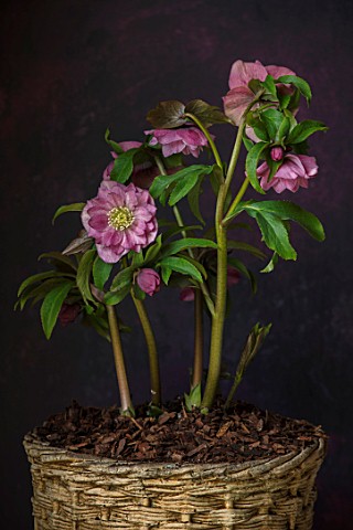 TWELVE_NUNNS_LINCOLNSHIRE__STILL_LIFE_OF_CONTAINER_WITH_HELLEBORUS_HARVINGTON_DOUBLE_PINK_SPECKLED__