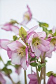 TWELVE NUNNS, LINCOLNSHIRE:  CLOSE UP OF FLOWER OF HELLEBORUS ORIENTALIS HYBRIDS HARVINGTON REBEKAH, FLOWERS, FLOWERING, PERENNIALS, PINK, PALE