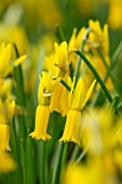 TWELVE NUNNS, LINCOLNSHIRE: CLOSE UP OF DAFFODIL - NARCISSUS CYCLAMINEUS. YELLOW, BULBS, FLOWERS, SPRING, FLOWERING
