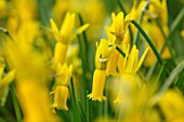 TWELVE NUNNS, LINCOLNSHIRE: CLOSE UP OF DAFFODIL - NARCISSUS CYCLAMINEUS. YELLOW, BULBS, FLOWERS, SPRING, FLOWERING