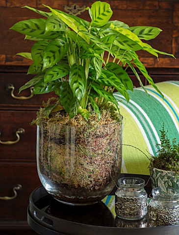 BUTTER_WAKEFIELD_HOUSE_LONDON_SITTING_ROOM_GLASS_CONTAINER_WITH_PRAYER_PLANT__MARANTA