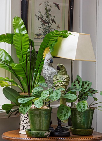 BUTTER_WAKEFIELD_HOUSE_LONDON_CONSERVATORY__GREEN_GLAZED_CONTAINERS_WITH_PRAYER_PLANTS_LAMP_BIRDS_ON
