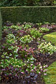 KAPUNDA PLANTS, BATH: LAWN WITH BORDER OF HELLEBORES. LENTEN, HELLEBORES, PERENNIALS, BORDERS, BEDS, FLOWERBEDS, GROUNDCOVER, MARCH, LATE WINTER, EARLY SPRING, YEW, HEDGE, HEDGING
